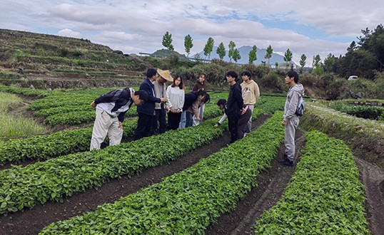 Prince Ginseng Plantation