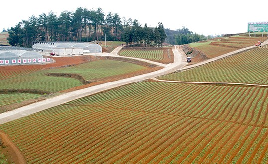 Prince Ginseng Plantation