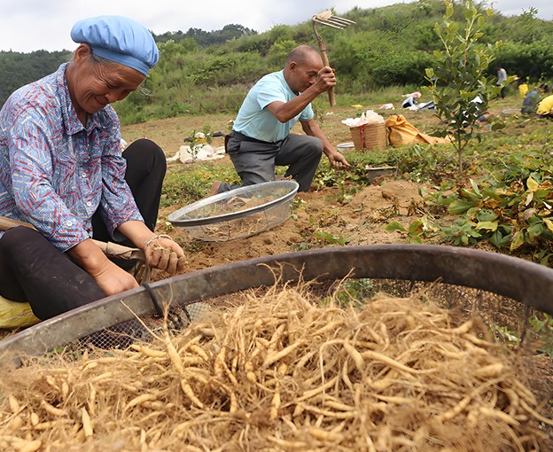 Dried Herbs Tai Zi Shen