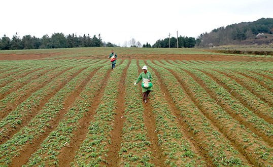 Prince Ginseng Plantation