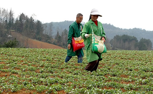 Prince Ginseng Plantation