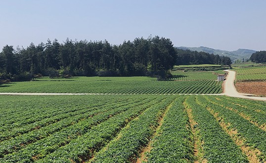 Prince Ginseng Plantation