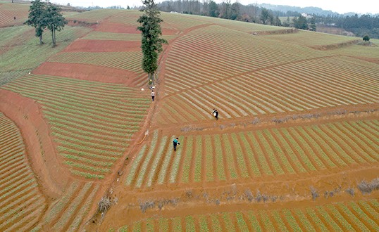 Prince Ginseng Plantation