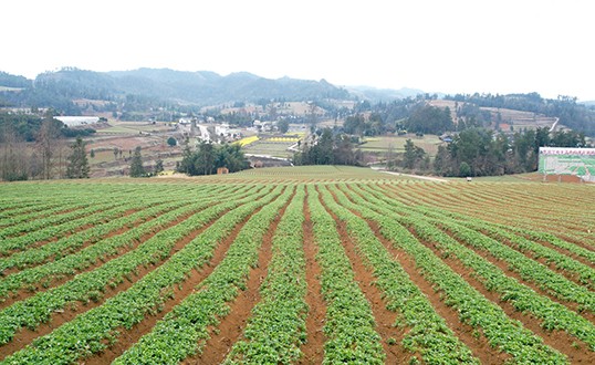 Prince Ginseng Plantation